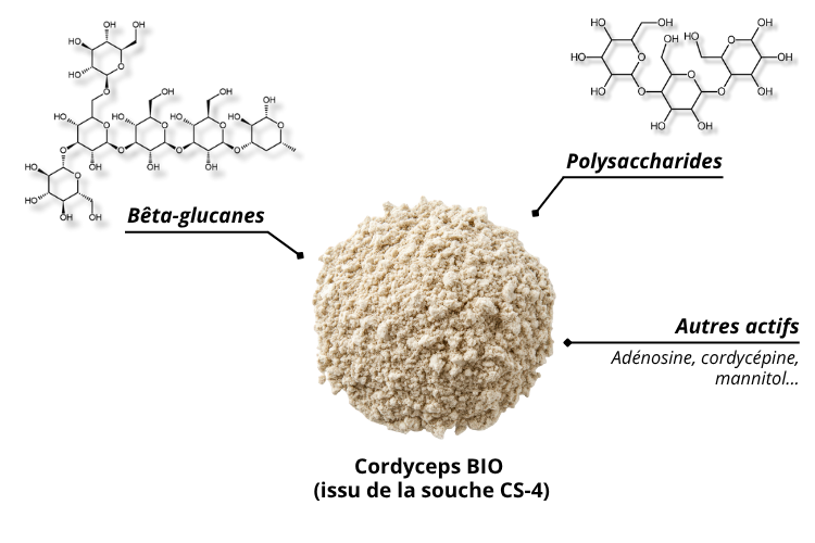 Les principes actifs du Cordyceps BIO très concentré, souche CS-4